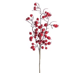 BERRY 41 CMS