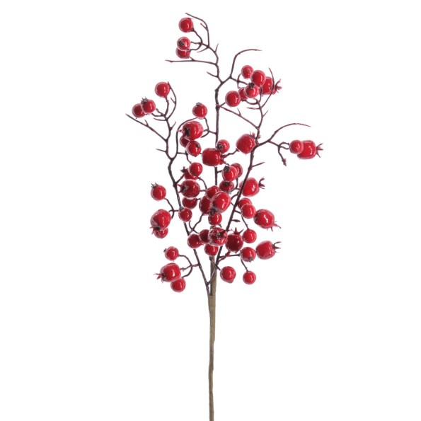 BERRY 41 CMS
