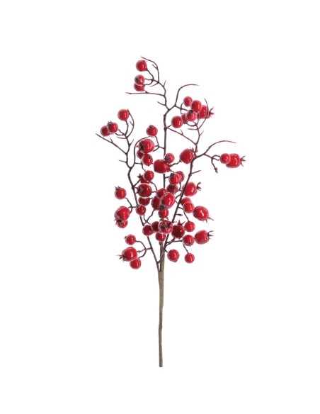 BERRY 41 CMS