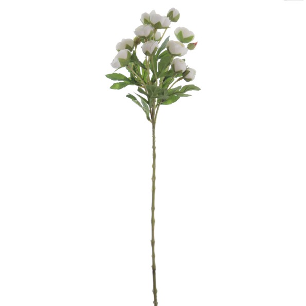 RANUNCULUS 56 CMS