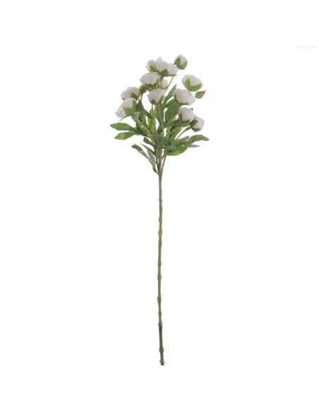 RANUNCULUS 56 CMS
