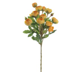 RANUNCULUS 56 CMS