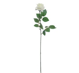 ROSA PROVENZA (5111-01)