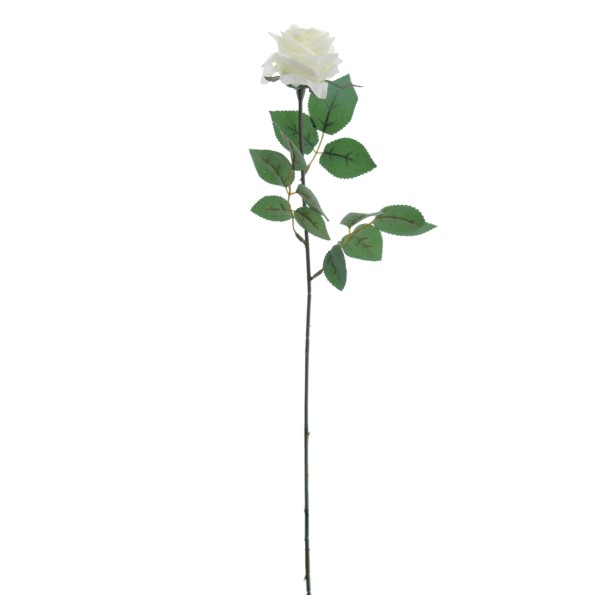 ROSA PROVENZA 65 CMS (5111-01)