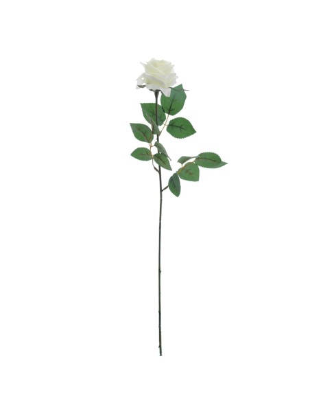 ROSA PROVENZA 65 CMS (5111-01)