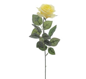 ROSA PROVENZA 65 CMS (5111-02)