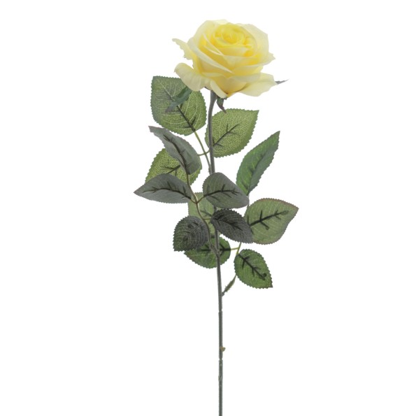 ROSA PROVENZA 65 CMS (5111-02)