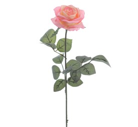 ROSA PROVENZA (5111-12)