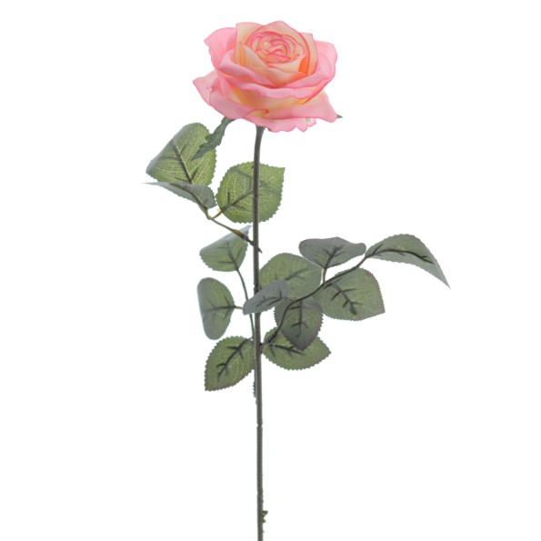 ROSA PROVENZA 65 CMS (5111-12)
