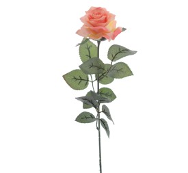 ROSA PROVENZA (5111-14)