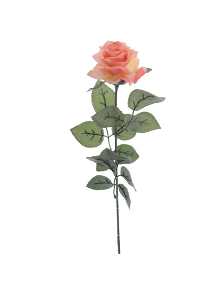 ROSA PROVENZA (5111-14)