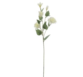 LISIANTHUS (6274-01)