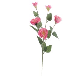 LISIANTHUS (6274-12)