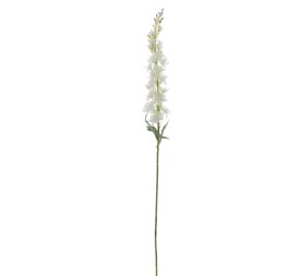 DELPHINIUM 100 CMS