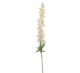 DELPHINIUM 100 CMS