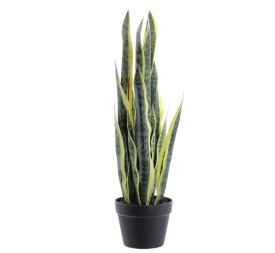 SANSEVIERIA 72 CMS