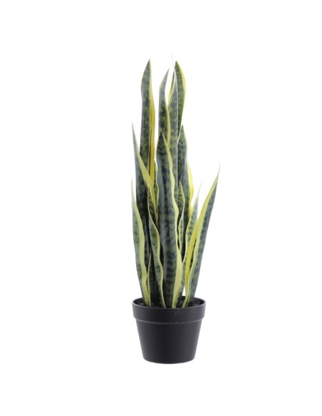 SANSEVIERIA 72 CMS