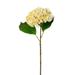 RAMA HORTENSIA CREMA-HELADA 56CM(12)