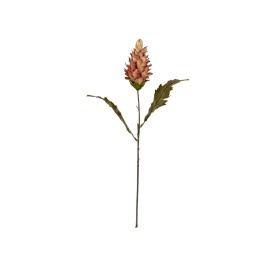 VARA CURCUMA ROSA-AMAR 60CM-2HOJ(60)