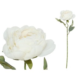 VARA PEONIA DRIED - 50 CM (BLANCO)