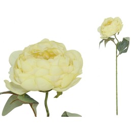 VARA PEONIA DRIED - 50 CM (AMARILLO)