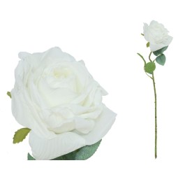 VARA ROSA DRIED - 51 CM (BLANCO)