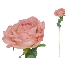 VARA ROSA DRIED - 51 CM (FUCSIA)