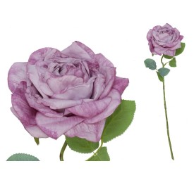 VARA ROSA DRIED - 51 CM (VIOLETA)