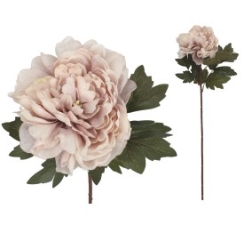 VARA PEONIA DRIED - 57 CM (MALVA)