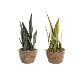 PLANTA PE FIBRA 13X13X35 SANSEVIERA 2 SURT.