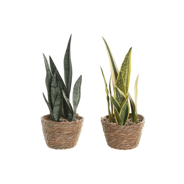 PLANTA PE FIBRA 13X13X35 SANSEVIERA 2 SURT.
