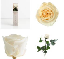 AMOROSA MINI PRESERVADA CHAMPAGNE