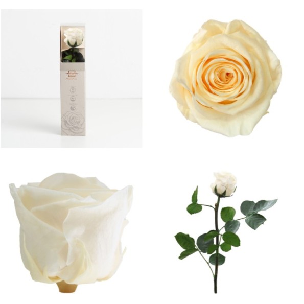 AMOROSA MINI PRESERVADA CHAMPAGNE