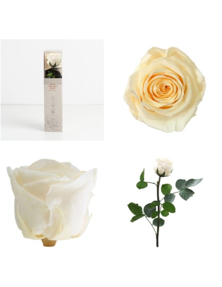 AMOROSA MINI PRESERVADA CHAMPAGNE