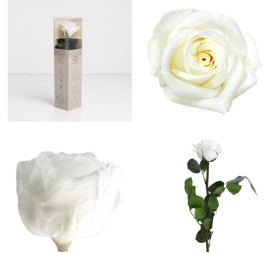 AMOROSA MINI PRESERVADA  WHITE