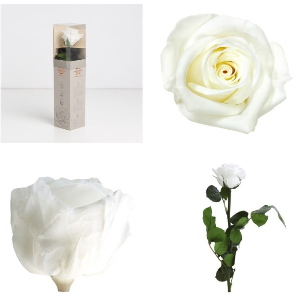 AMOROSA MINI PRESERVADA  WHITE