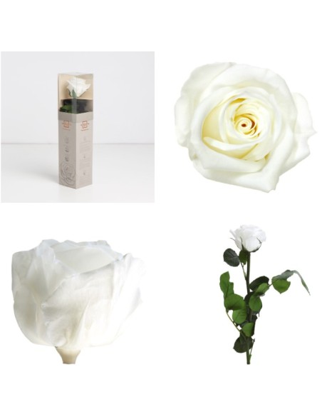 AMOROSA MINI PRESERVADA  WHITE