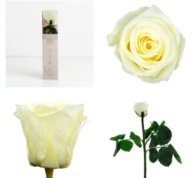 AMOROSA MINI PRESERVADA VANILLA CREAM