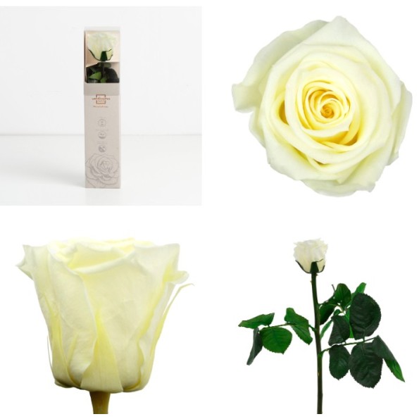 AMOROSA MINI PRESERVADA VANILLA CREAM