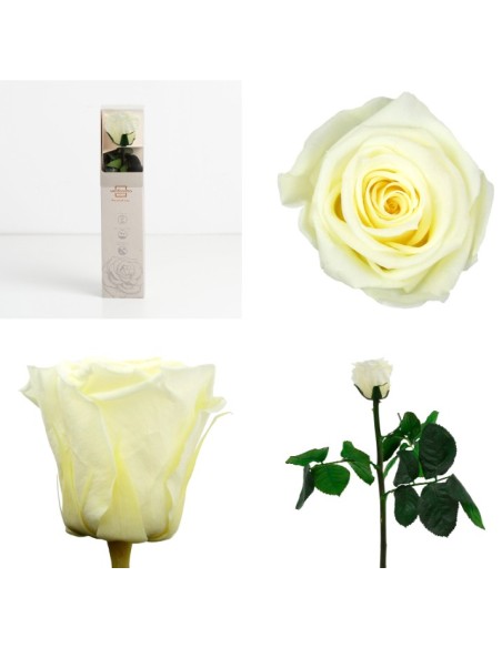 AMOROSA MINI PRESERVADA VANILLA CREAM