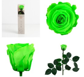 AMOROSA MINO PRESERVADA LIME GREEN