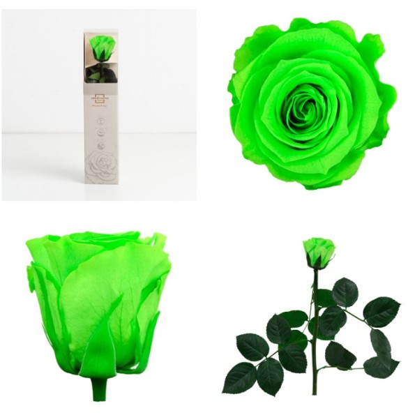 AMOROSA MINO PRESERVADA LIME GREEN