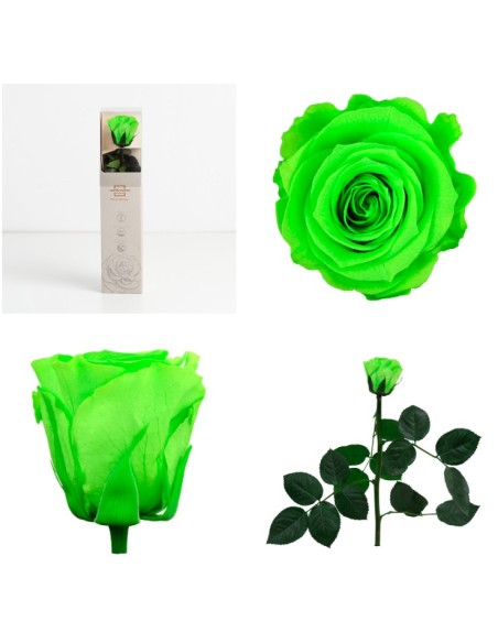 AMOROSA MINO PRESERVADA LIME GREEN