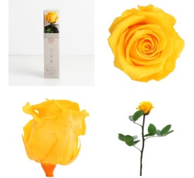 AMOROSA MINI PRESERVADA WARM YELLOW