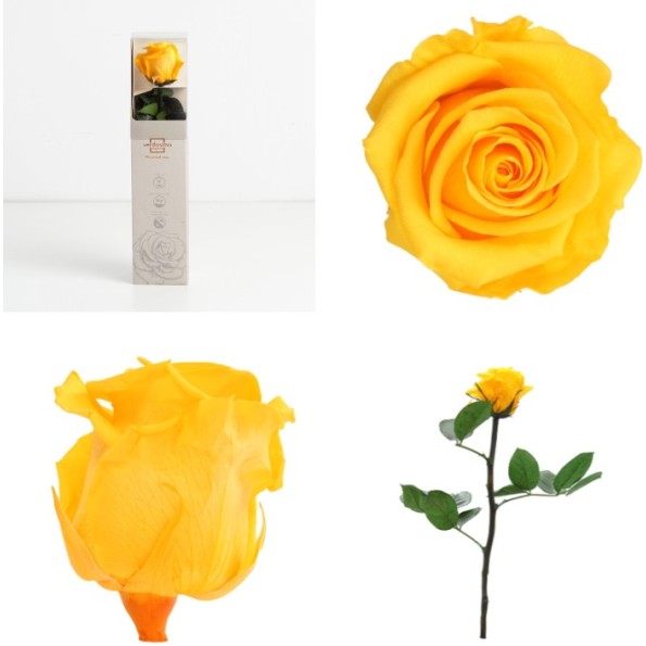 AMOROSA MINI PRESERVADA WARM YELLOW