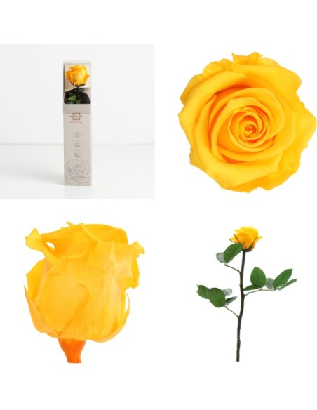 AMOROSA MINI PRESERVADA WARM YELLOW