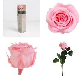 AMOROSA MINI PRESERVADA PASTEL PINK