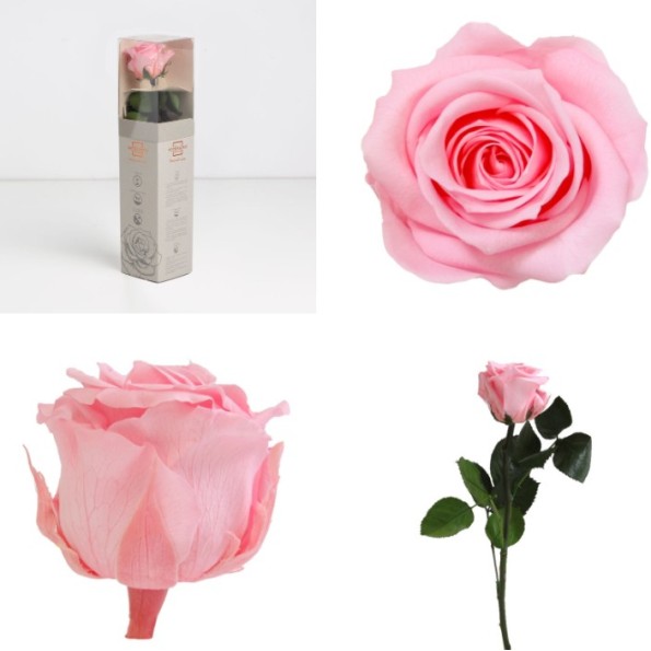 AMOROSA MINI PRESERVADA PASTEL PINK