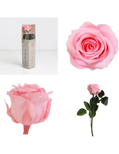 AMOROSA MINI PRESERVADA PASTEL PINK