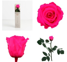 AMOROSA MINI PRESERVADA BRIGHT PINK